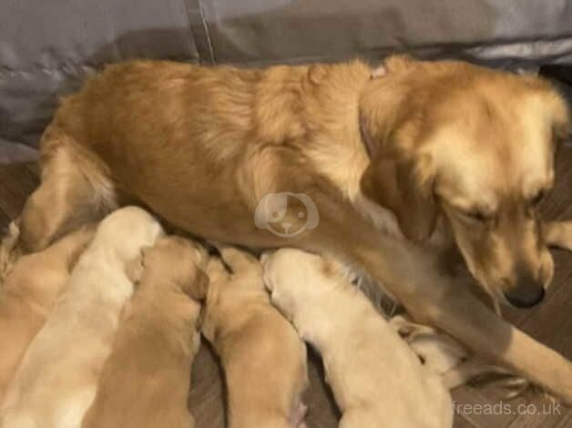 GOLDEN RETRIEVER PUPPIES FOR SALE in Birmingham, West Midlands - Image 5