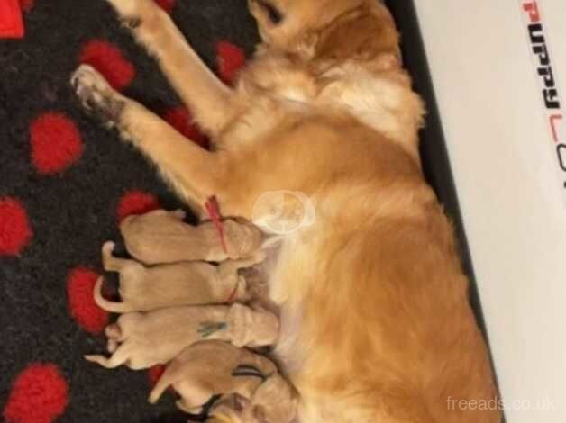 Golden retriever puppies for sale in Carmarthen/Caerfyrddin, Carmarthenshire