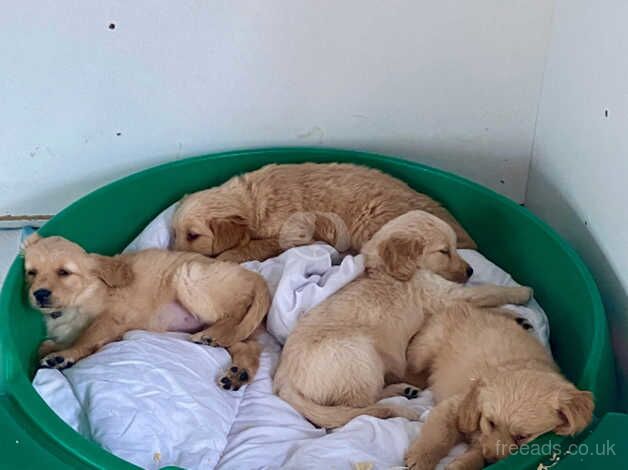 Golden retriever puppies for sale in Glasgow, Glasgow City