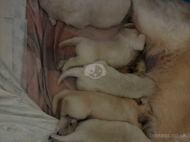 Golden retriever puppies for sale. for sale in Liskeard, Cornwall - Image 1