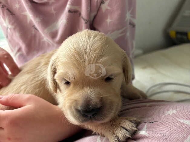 Golden retriever puppies for sale. for sale in Liskeard, Cornwall - Image 2