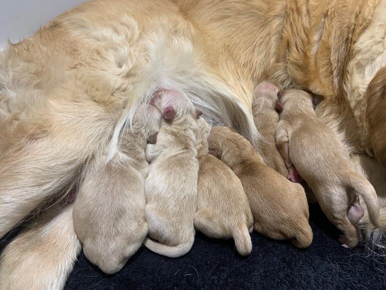 Kennel Club Registered Golden Retriever Puppies For Sale