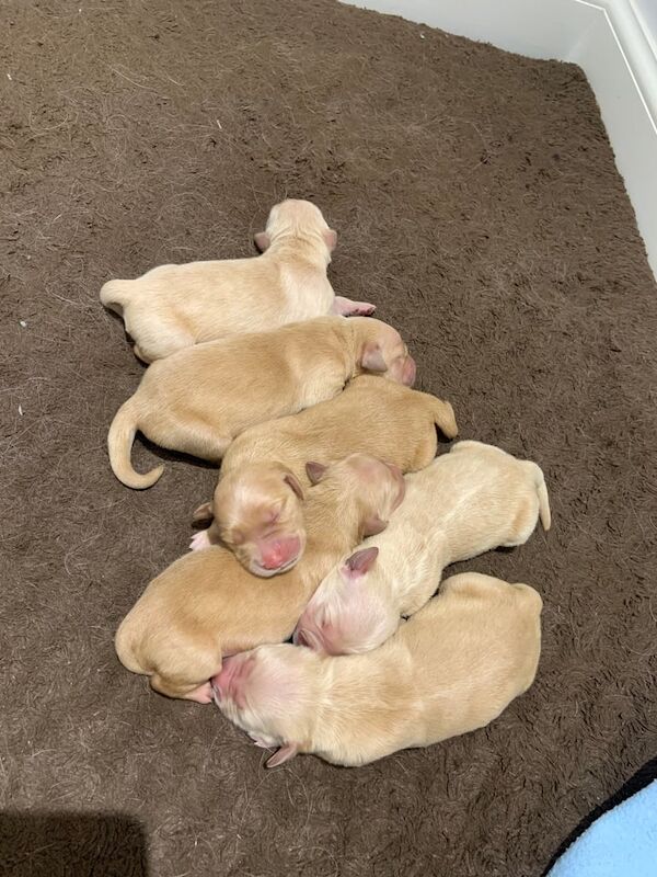 Golden retriever puppies for sale looking for forever homes for sale in Galston, Ayrshire and Arran - Image 2