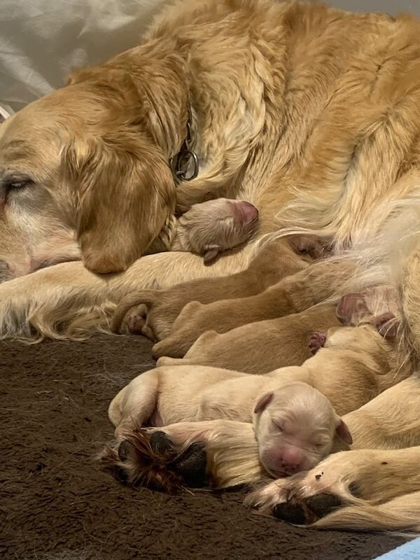 Golden retriever puppies for sale looking for forever homes for sale in Galston, Ayrshire and Arran - Image 3