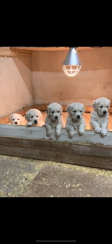 Golden Retriever Puppies from Champion Bloodline for sale in Derrygonnelly, Fermanagh