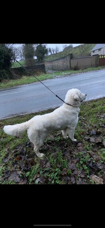 Golden Retriever Puppies from Champion Bloodline for sale in Derrygonnelly, Fermanagh - Image 2