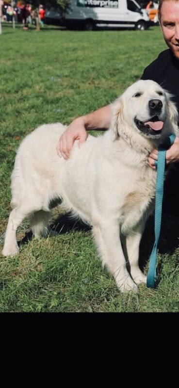 Golden Retriever Puppies from Champion Bloodline for sale in Derrygonnelly, Fermanagh - Image 3