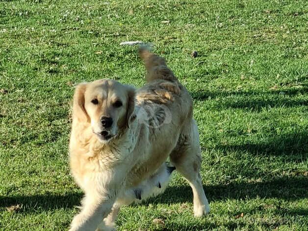 GOLDEN RETRIEVER PUPPIES FROM HEALTH SCORED PARENTS For Sale in ...