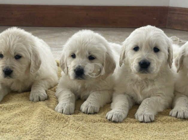 GOLDEN RETRIEVER PUPPIES HEALTH CHECKED for sale in Oldham, Greater Manchester - Image 1