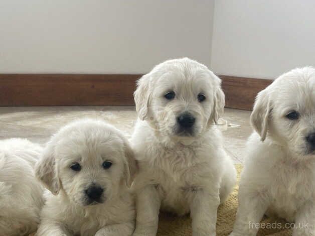 GOLDEN RETRIEVER PUPPIES HEALTH CHECKED for sale in Oldham, Greater Manchester - Image 2