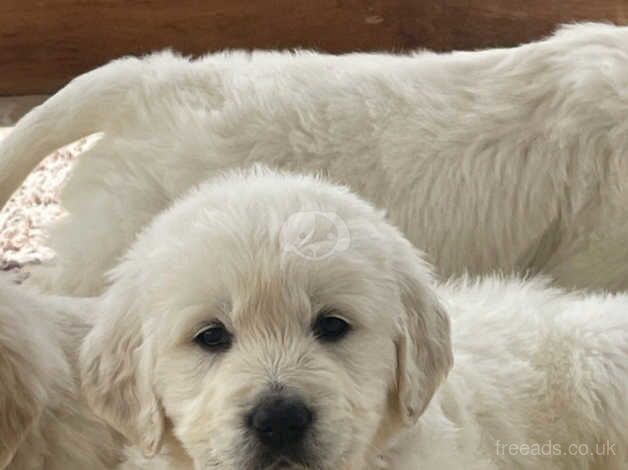 GOLDEN RETRIEVER PUPPIES HEALTH CHECKED for sale in Oldham, Greater Manchester - Image 3