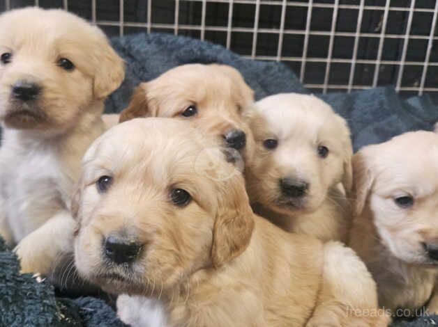 Golden retriever puppies for sale in Arbroath, Angus