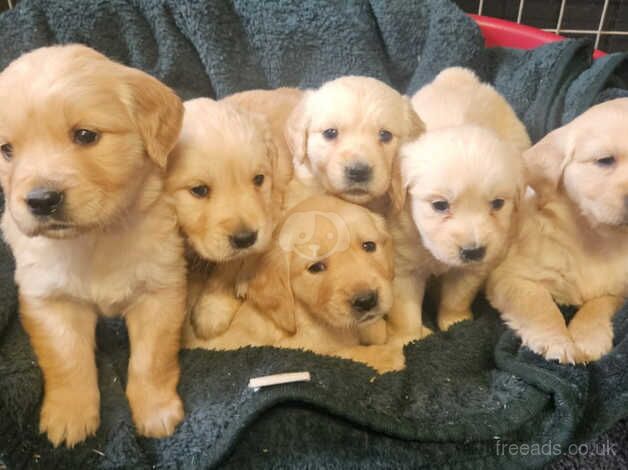 Golden retriever puppies for sale in Arbroath, Angus - Image 2