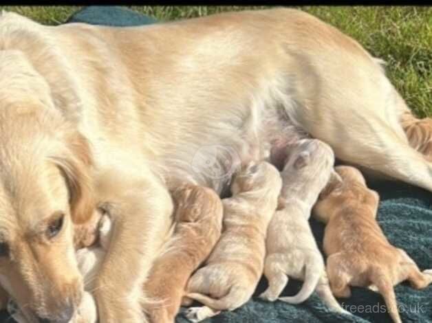 Golden retriever puppies for sale in Arbroath, Angus - Image 3