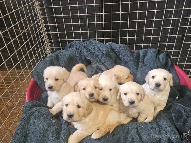 Golden Retriever Puppies for sale