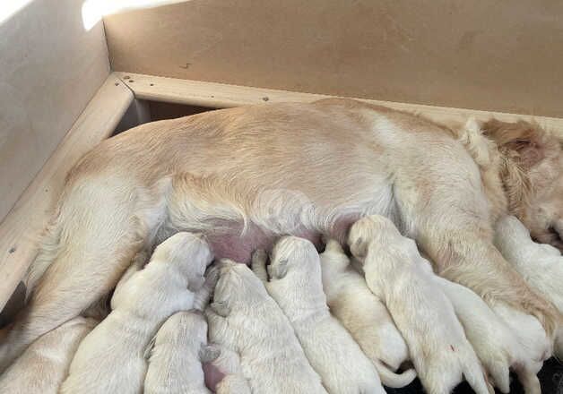 Golden Retriever puppies for sale in Arbroath, Angus