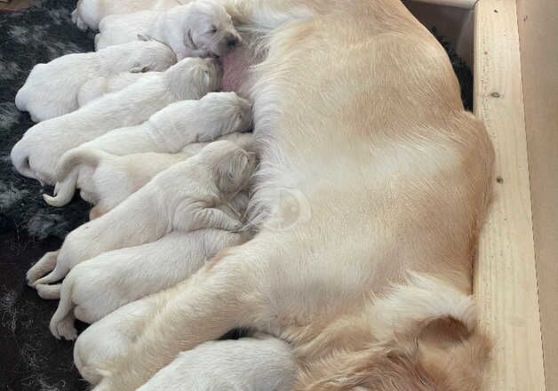 Golden Retrievers for sale in Arbroath, Angus