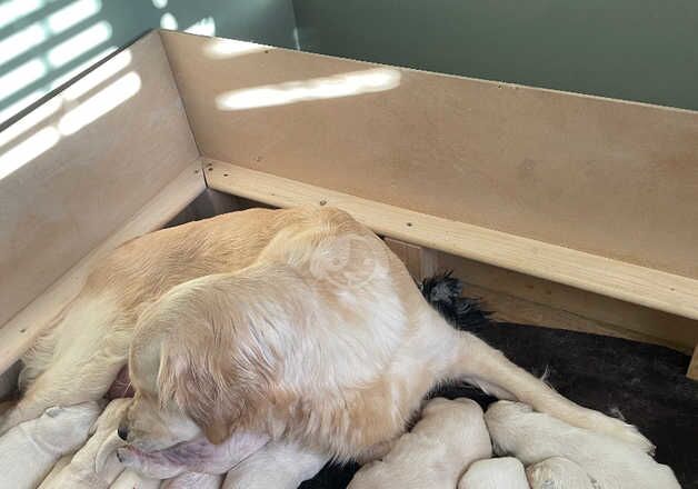 Golden Retriever Puppies for sale in Angus