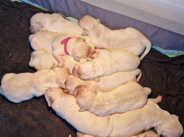 Golden Retriever Puppies for sale in Belfast, Belfast - Image 1