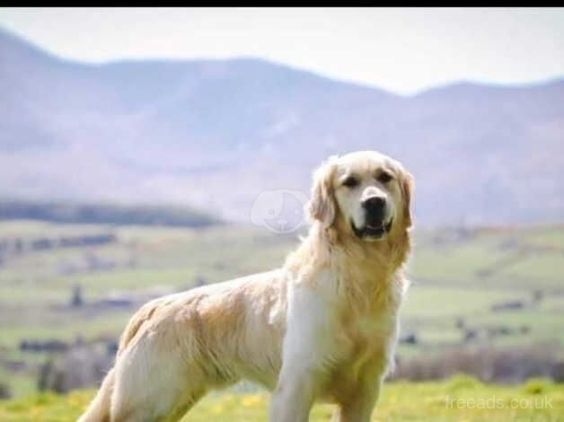 Golden Retrievers for sale in Belfast, Belfast