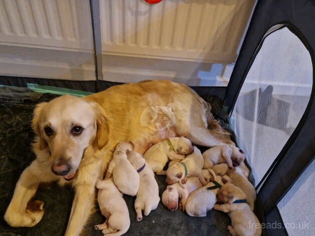 Golden Retriever Puppies for sale