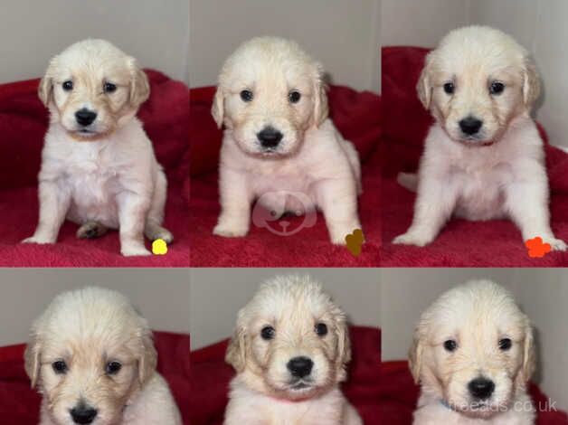 Golden retriever puppies for sale in Birmingham, West Midlands