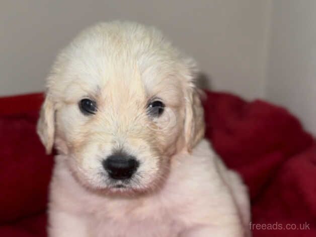 Golden retriever puppies for sale in Birmingham, West Midlands - Image 2