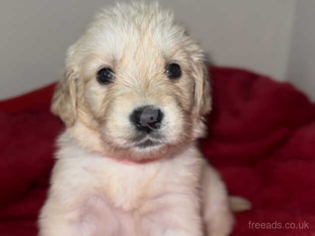 Golden retriever puppies for sale in Birmingham, West Midlands - Image 3