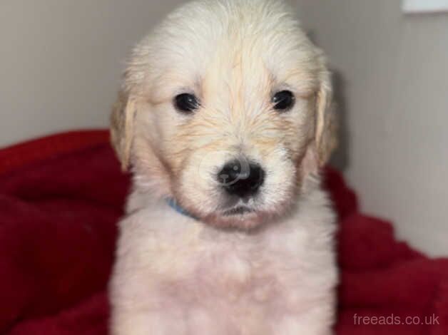 Golden retriever puppies for sale in Birmingham, West Midlands - Image 4