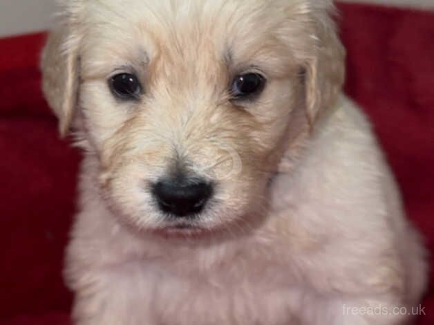 Golden retriever puppies for sale in Birmingham, West Midlands - Image 5