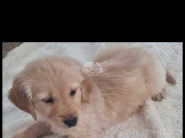 Golden retriever puppies for sale in Livingston, West Lothian