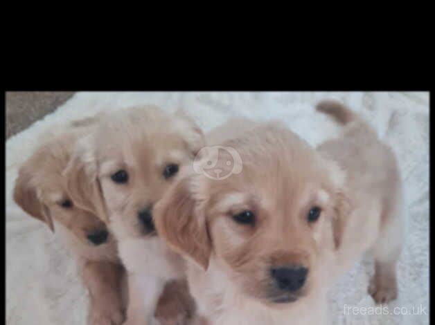 Golden retriever puppies for sale in Livingston, West Lothian - Image 2