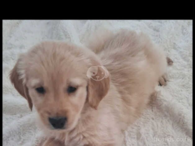 Golden retriever puppies for sale in Livingston, West Lothian - Image 3