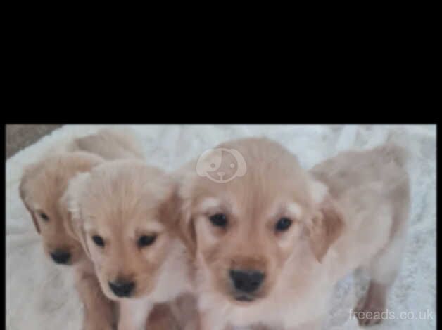 Golden retriever puppies for sale in Livingston, West Lothian - Image 4