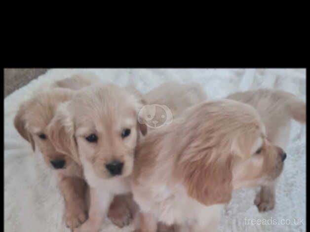 Golden retriever puppies for sale in Livingston, West Lothian