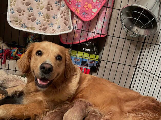 Golden retriever puppies for sale in Burnley, Lancashire - Image 1