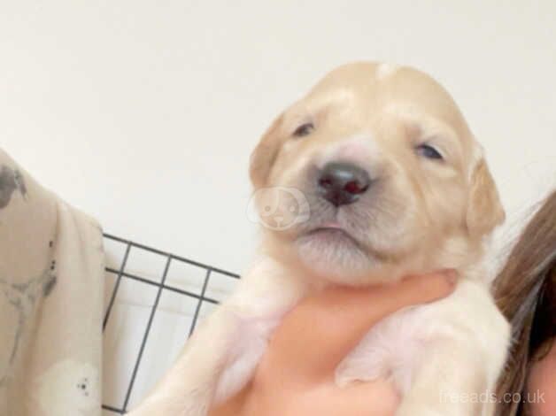 Golden retriever puppies for sale in Burnley, Lancashire - Image 2