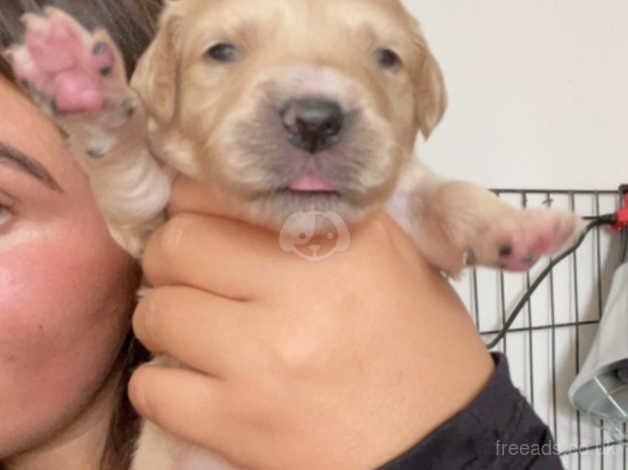 Golden retriever puppies for sale in Burnley, Lancashire - Image 4