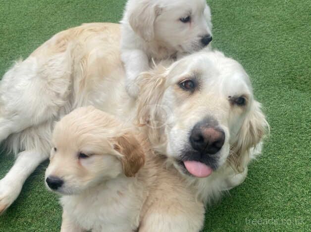 Golden retriever puppies for sale in Burton upon Trent, Staffordshire - Image 1