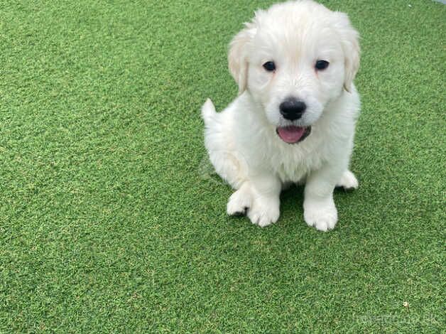 Golden retriever puppies for sale in Burton upon Trent, Staffordshire - Image 2