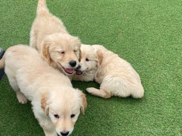 Golden retriever puppies for sale in Burton upon Trent, Staffordshire - Image 3