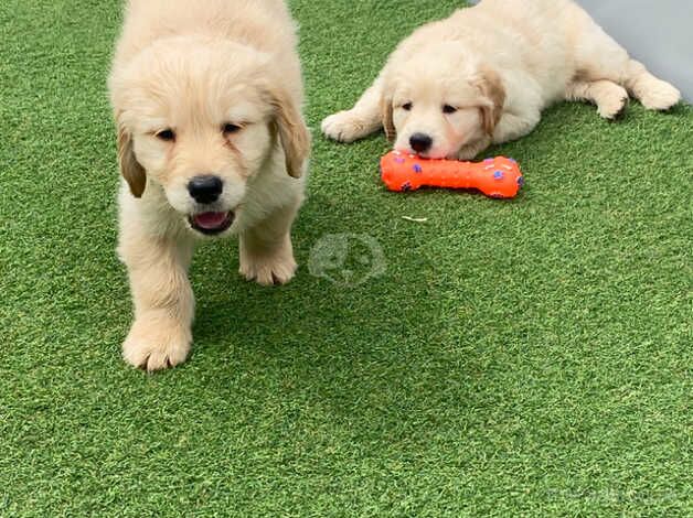 Golden retriever puppies for sale in Burton upon Trent, Staffordshire - Image 4