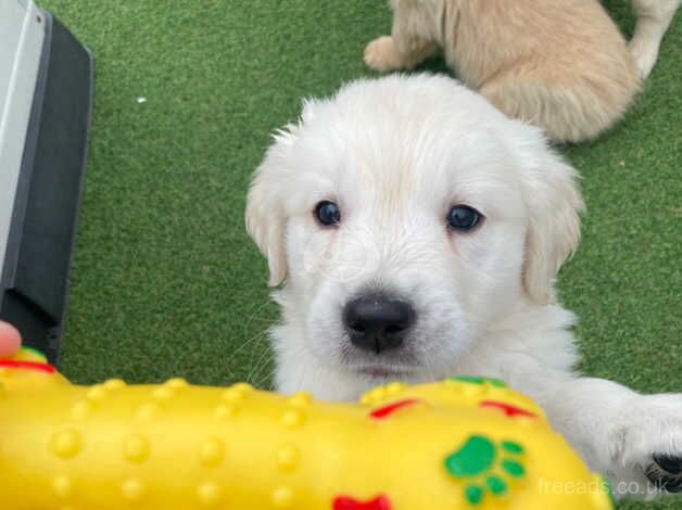 Golden retriever puppies for sale in Burton upon Trent, Staffordshire - Image 5