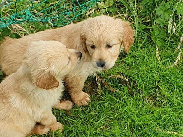 Golden Retriever puppies for sale in Chelsea, Kingston upon Thames, Greater London