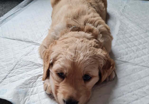 Golden retriever puppies for sale in Clitheroe, Lancashire - Image 2