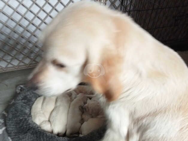 Golden retriever puppies for sale in Crook, County Durham