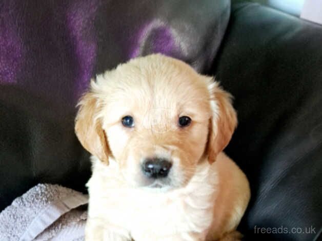 Golden Retriever puppies for sale in Dungannon, Dungannon - Image 2