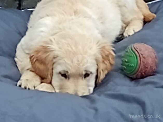 Golden retriever puppies for sale in Gainsborough, Lincolnshire