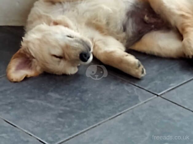 Golden retriever puppies for sale in Gainsborough, Lincolnshire - Image 2