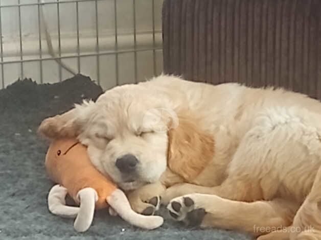 Golden retriever puppies for sale in Gainsborough, Lincolnshire - Image 3